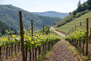 Французские инвесторы заинтересованы в крымском виноградарстве и виноделии