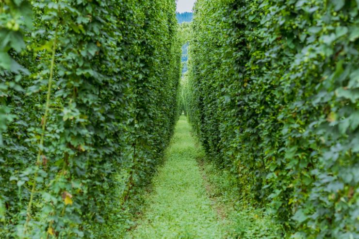 Минсельхоз: к 2030 году урожай хмеля в России превысит 1600 тонн