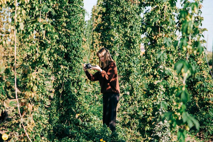 Чувашский ГАУ и Роскачество работают над регистрацией хмеля как органического продукта