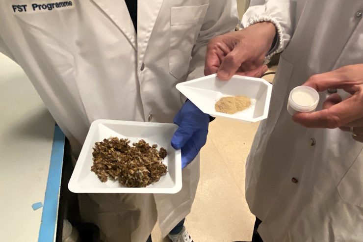 Учёные нашли способ извлечь из пивной дробины больше белка