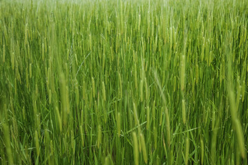 Прогноз урожая ячменя в России снижен на 1,6% 