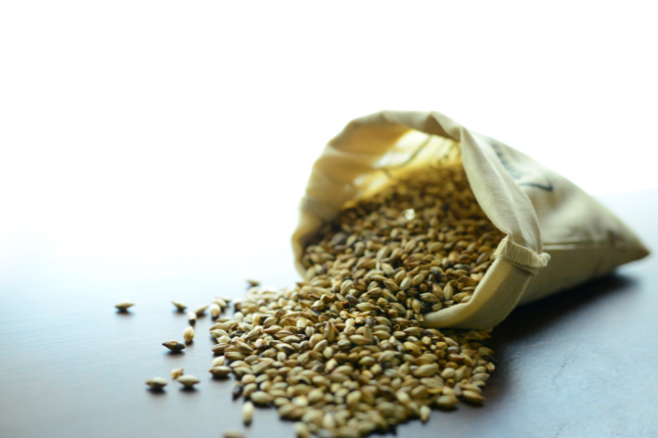 Мировой прогноз урожая ячменя снижен на 1,3 млн тонн из-за погодных условий