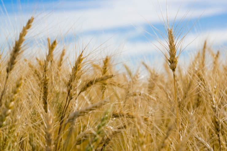 Экспортная пошлина на российский ячмень остается нулевой