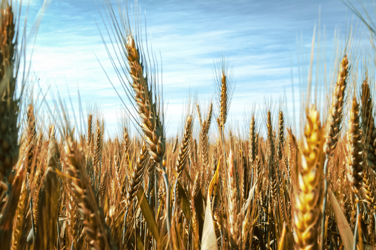 Цены на украинский ячмень растут на фоне высокого экспортного спроса и низкого урожая в ЕС и России