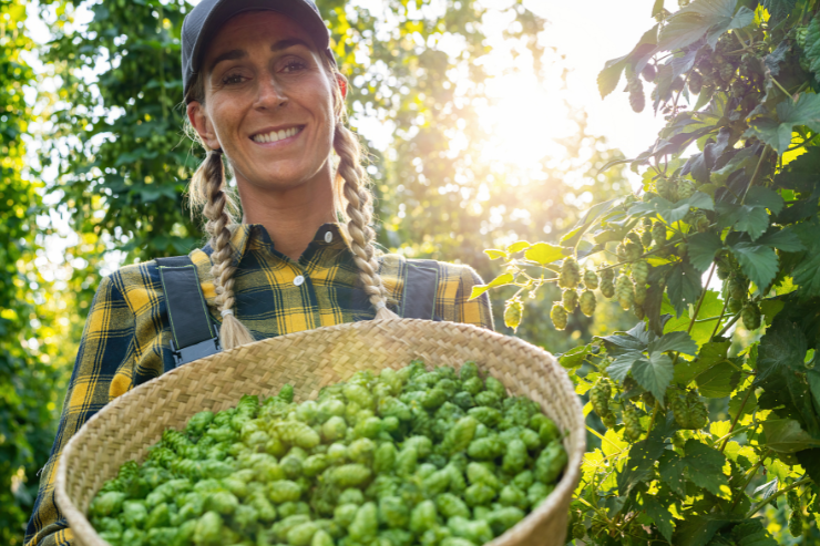 Производство хмеля в Германии вырастет на 19% в 2024 году