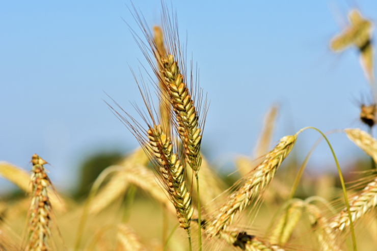 Прогноз мирового урожая ячменя снижен на 800 тыс. тонн 
