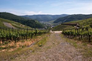 Крымские виноделы предлагают субсидировать виноградарство за счет повышения  пошлин на импорт виноматериалов