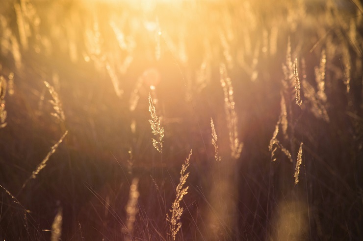 Украина увеличила поставки пшеницы на 86%