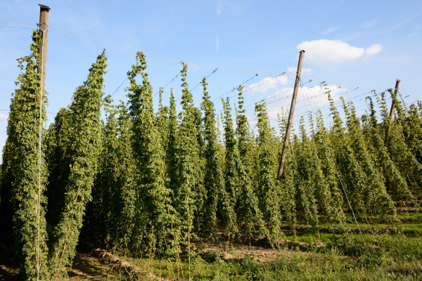 На долю горьких сортов приходится 53% площадей хмеля в Германии 