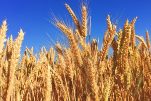Минсельхоз: экспортная пошлина на пшеницу не изменится