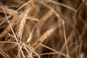 В 2015 году урожай зерновых в Литве может достигнуть 5,5 млн тонн