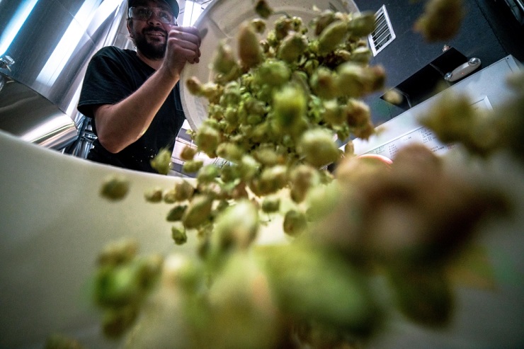 В Германии цена хмеля Perle и Hallertauer упала в десять раз из-за избытка предложения