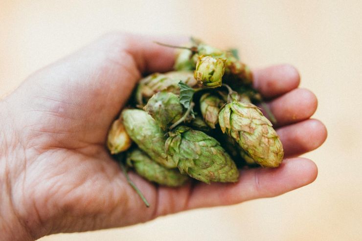 В Чувашии запустят новые гранты для хмелеводов