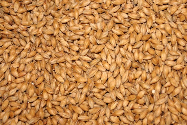 Словацкий солод получил статус защищённого географического указания