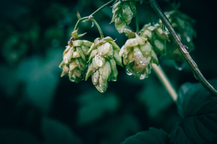 В Чувашии начали приём заявок на грант для хмелеводов