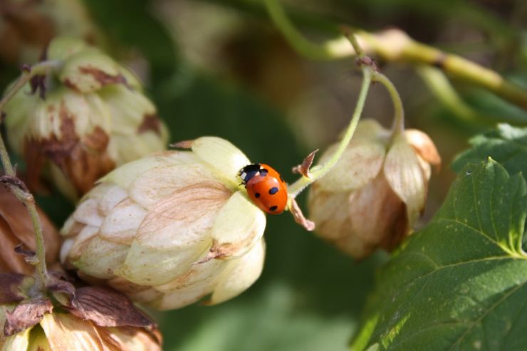 В Чехии хотят увеличить площадь хмельников