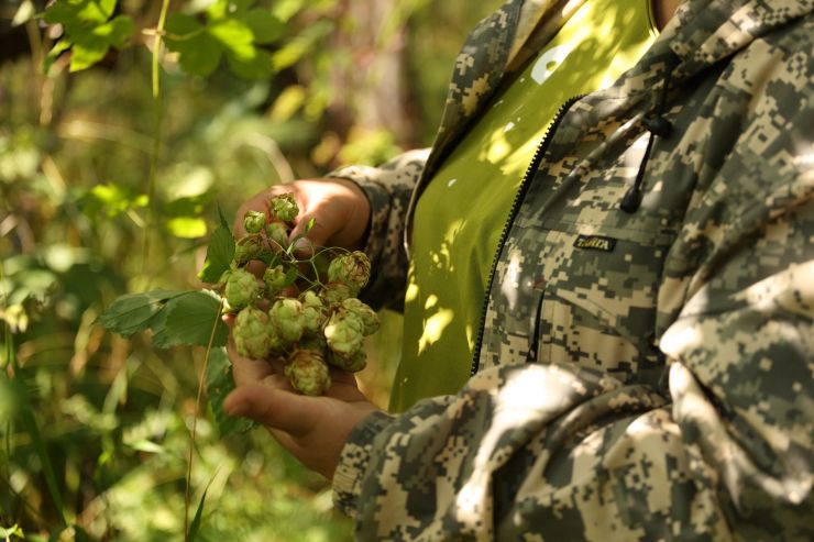 «Балтика» нашла на Алтае перспективные образцы дикого хмеля