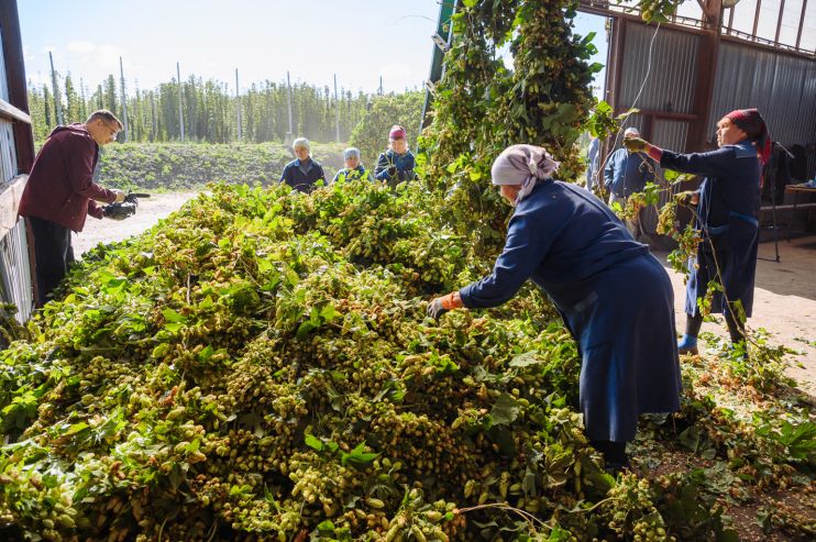 В Чувашии собрали урожай с 30 из 135 гектаров хмельников