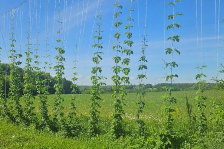 «Балтика» и «ЕвроХим» провели эксперимент по повышению урожайности хмеля