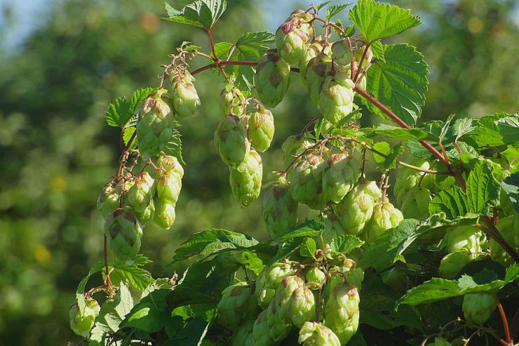 Hopsteiner: площадь хмельников в мире сократилась на 5% в 2025 году