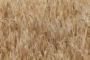 Украина: самообеспечение страны зерновыми составляет 252%