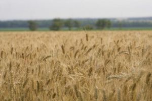 Уборка зерна в Великобритании идет медленно