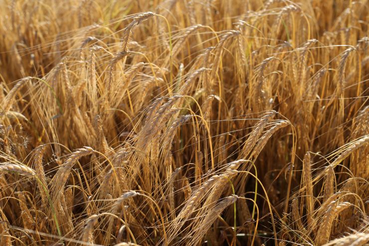 РФ планирует экспортировать зерно в Китай