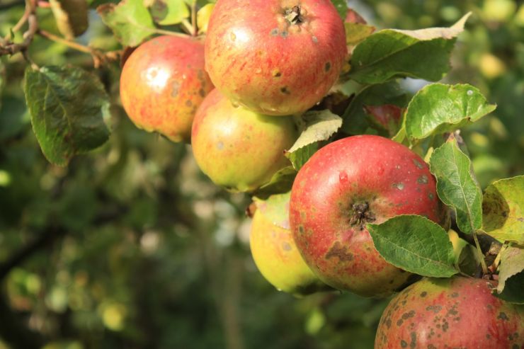 В Польше будут развивать производство сидра после запрета на импорт яблок в Россию