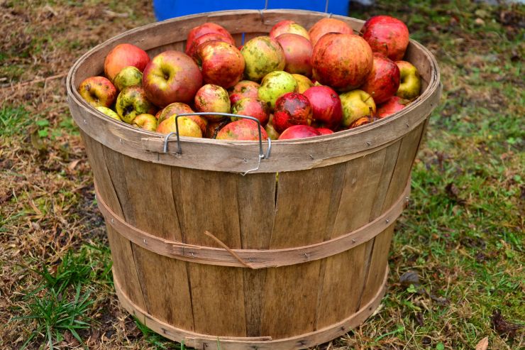 Российские производители сидра отметили почти трехкратный рост стоимости яблок
