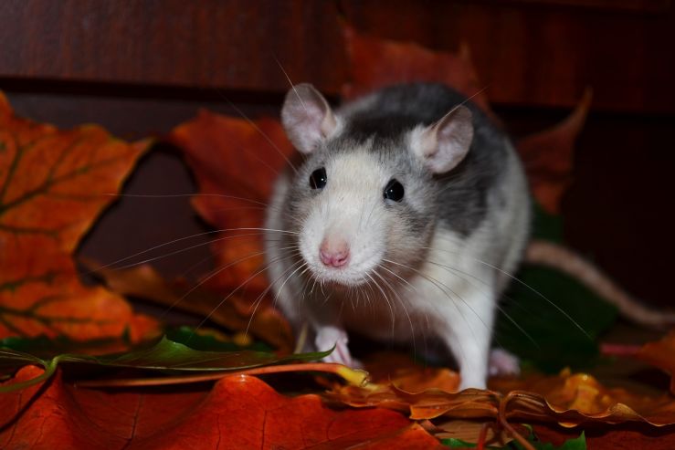 Ученые института «Магарач» тестируют методы винотерапии на крысах