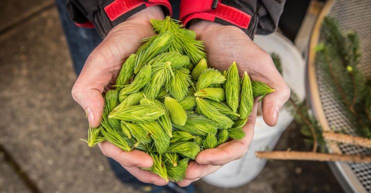 Школа пивовара: еловые побеги