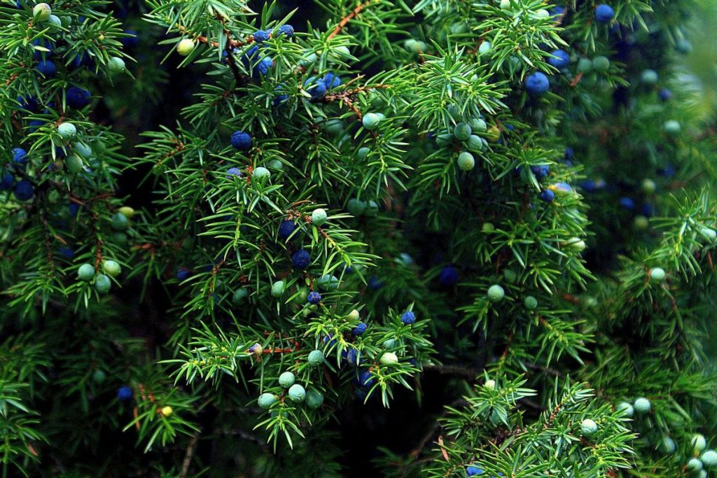 Сахти: история традиционного финского домашнего пива