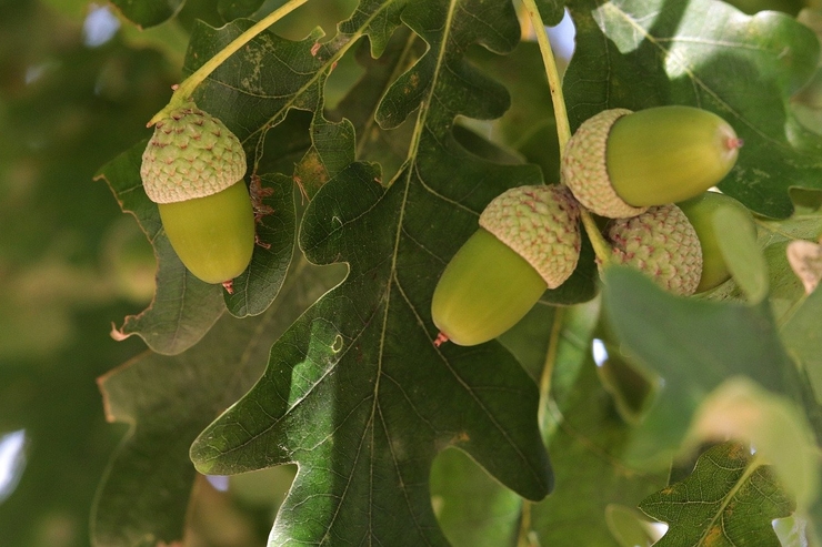 Как производители бурбона помогают сохранить американские дубравы