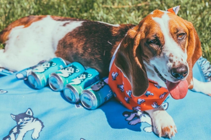 В Национальный день собак новый IPA пивоварни Golden Road будут доставлять животные из приюта 