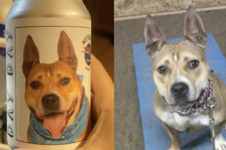 Пивоварня из Флориды помогла найти пропавшего пса