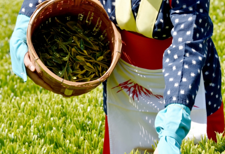 В Японии сделали пиво из отходов чая Саяма