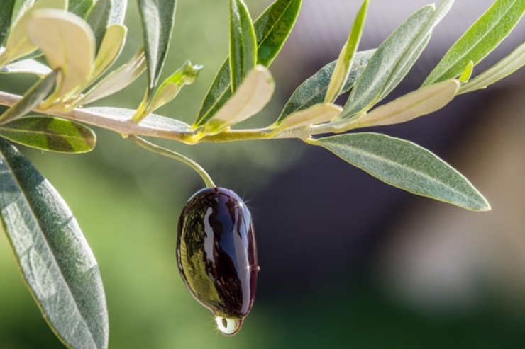 В Италии сварили пиво из оливковых листьев