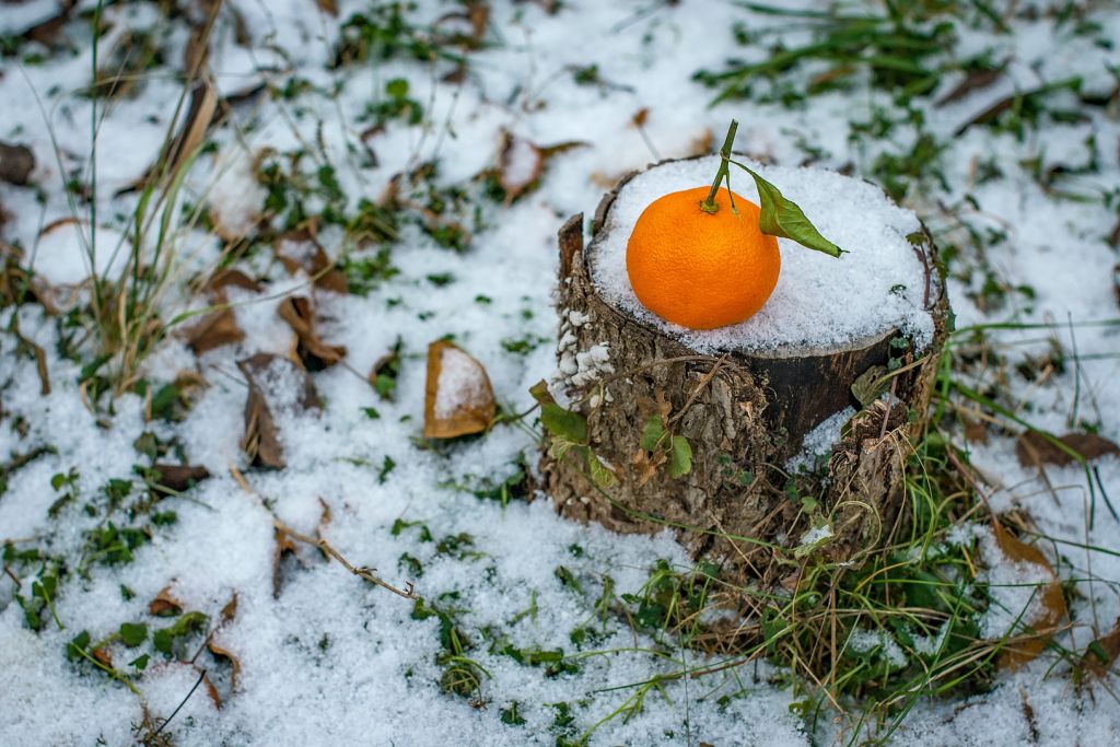Новинки недели: сады в снегу