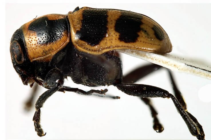 В честь пива London Pride назвали жука