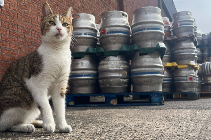 В Британии кот стал постоянным посетителем паба в 50 километрах от дома