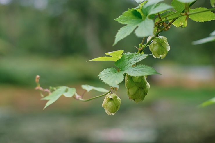 Ученые: хмель снижает опасный холестерин и повышает чувствительность клеток к инсулину
