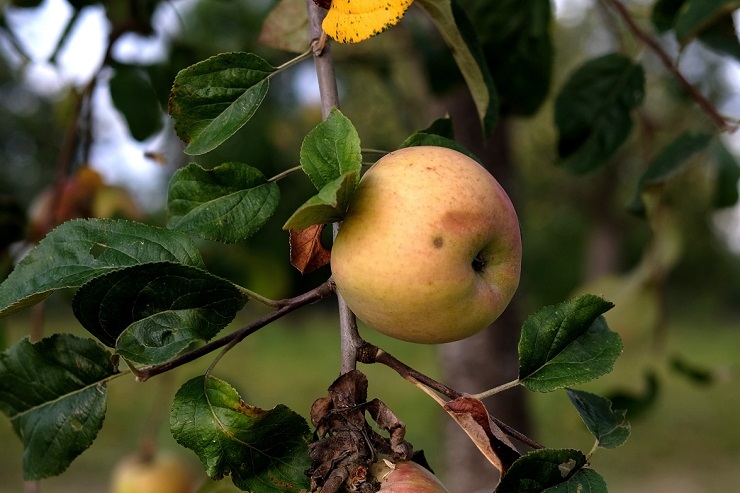 «Бесплатные яблоки кончились». На Северо-Западе России дефицит сырья для сидра