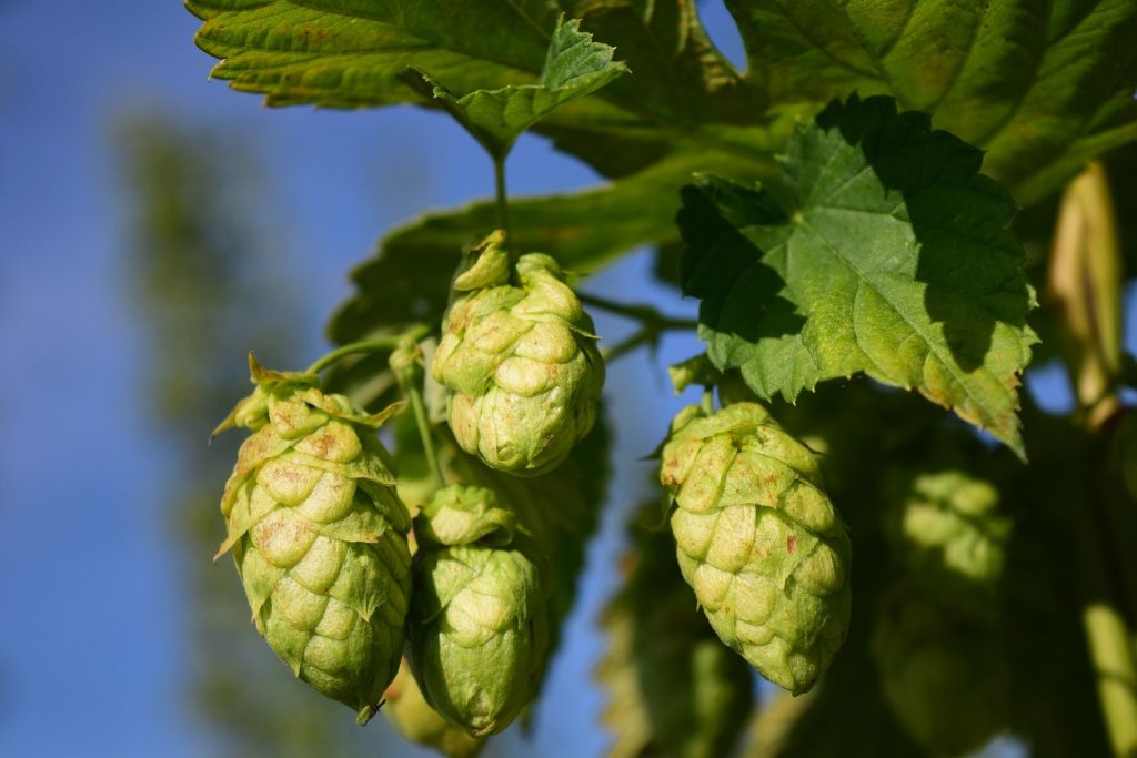20th Poperinge Beer Festival