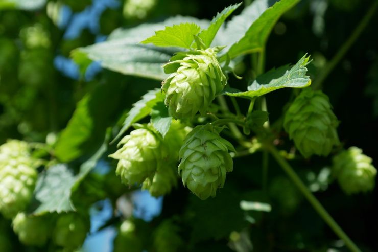 Словенские хмели: как разобраться во множестве Styrian’ов