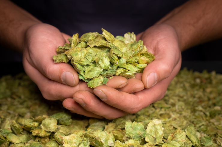 От Aurora до Zappa: хмель со всего мира от ZiP Service