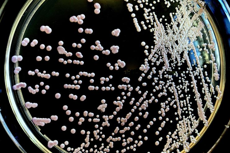 Исследователи Carlsberg разработали новый метод для создания штаммов дрожжей