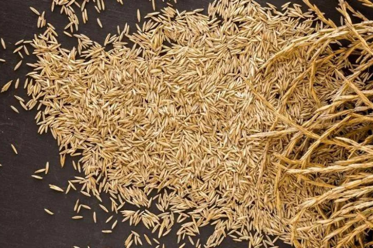 Кернза: зерно экологичного пивоварения будущего