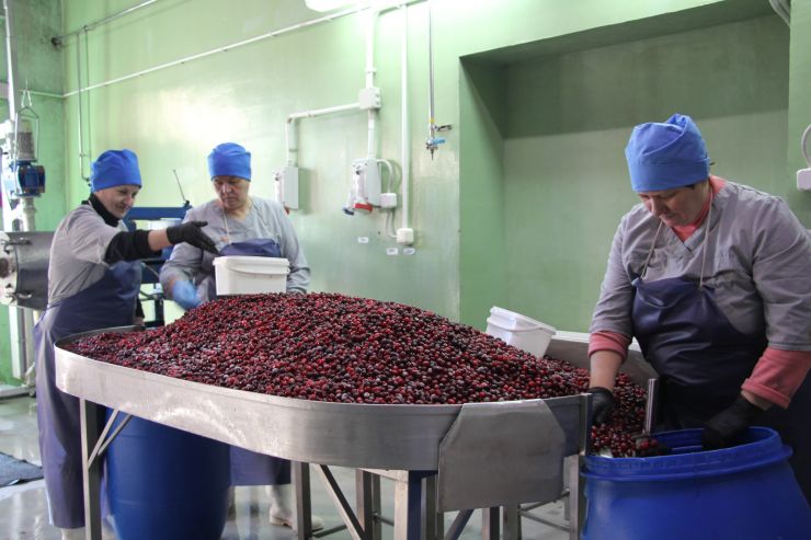 От плода до бокала. Как в Беларуси создают вкус пива