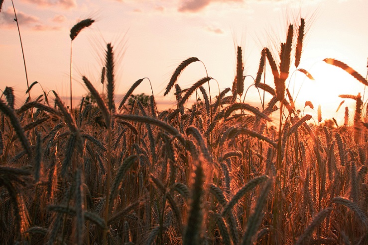 От 10 до 30%. Почему солод и ячмень скоро опять подорожают?