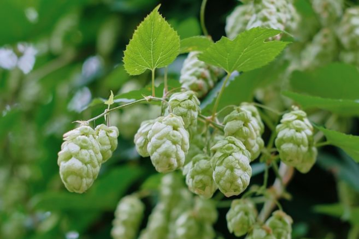 Как собирать и хранить хмель в домашних условиях